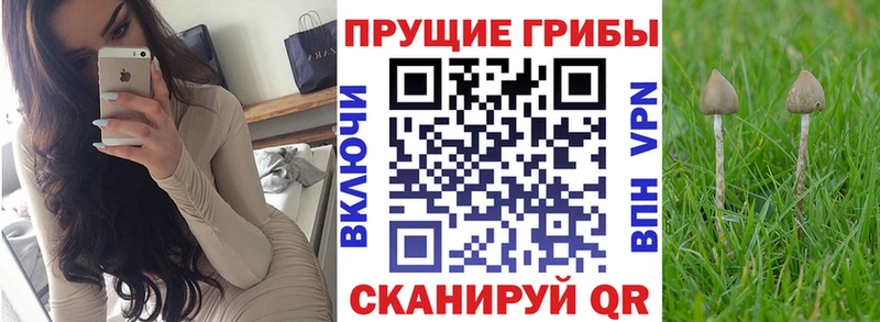 как найти закладки  Орехово-Зуево  Галлюциногенные грибы Psilocybe 